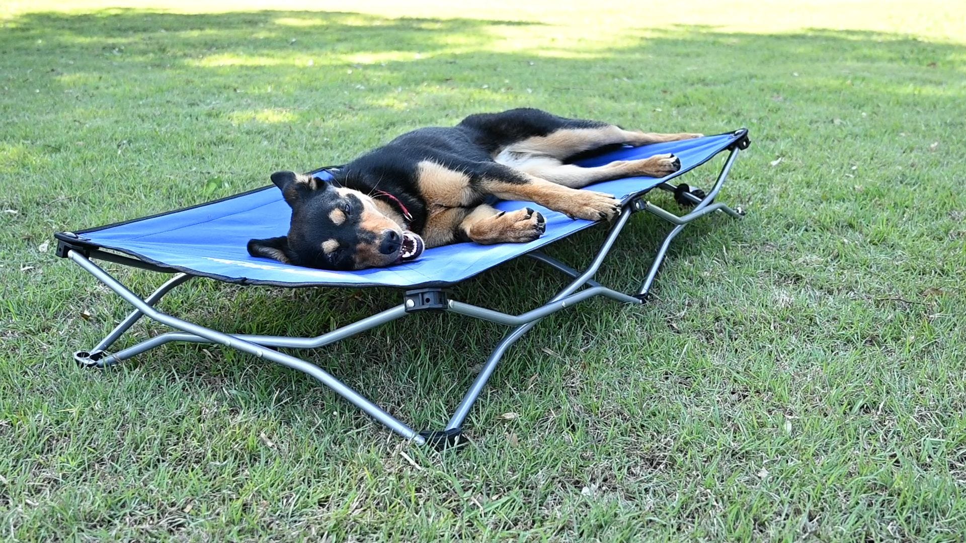 Folding dog bed clearance
